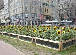 zonnebloemen id stad