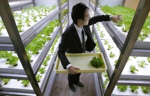 An employee harvests vegetables grown under Hybrid Electrode Fluroescent Lamps inside of an office of Pasona Group in Tokyo