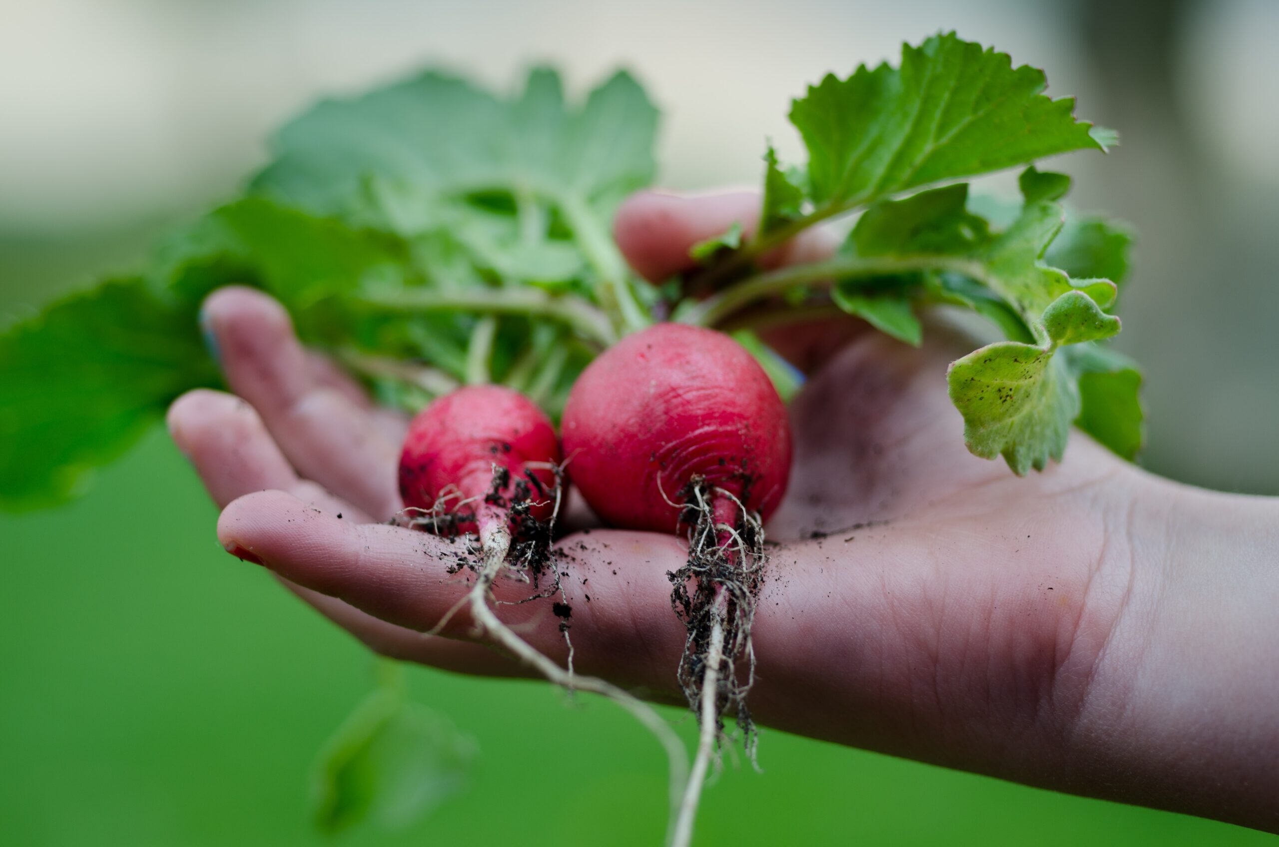 healthy-vegetables-hand-gardening-9301