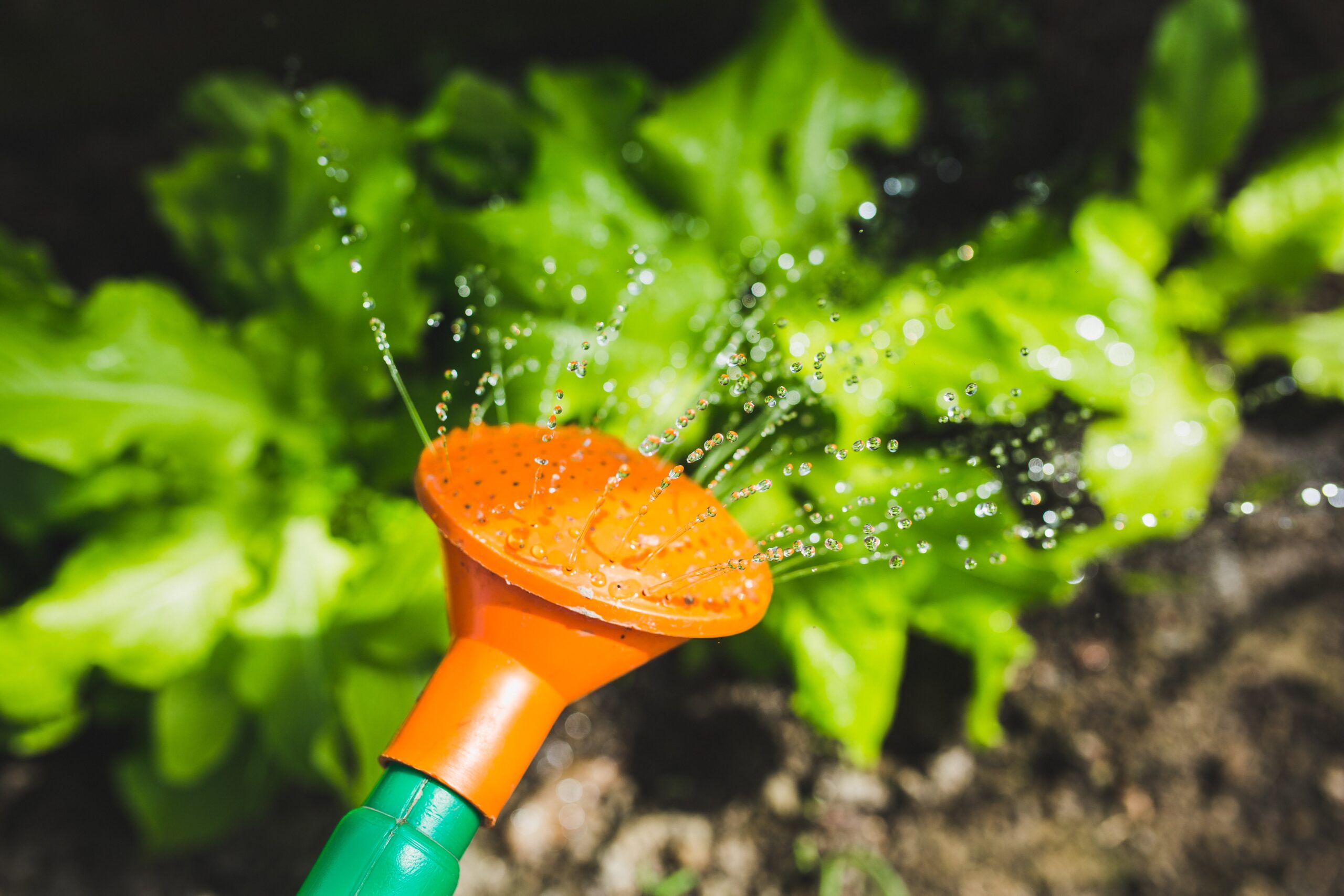 watering-plants-with-a-watering-can-6442