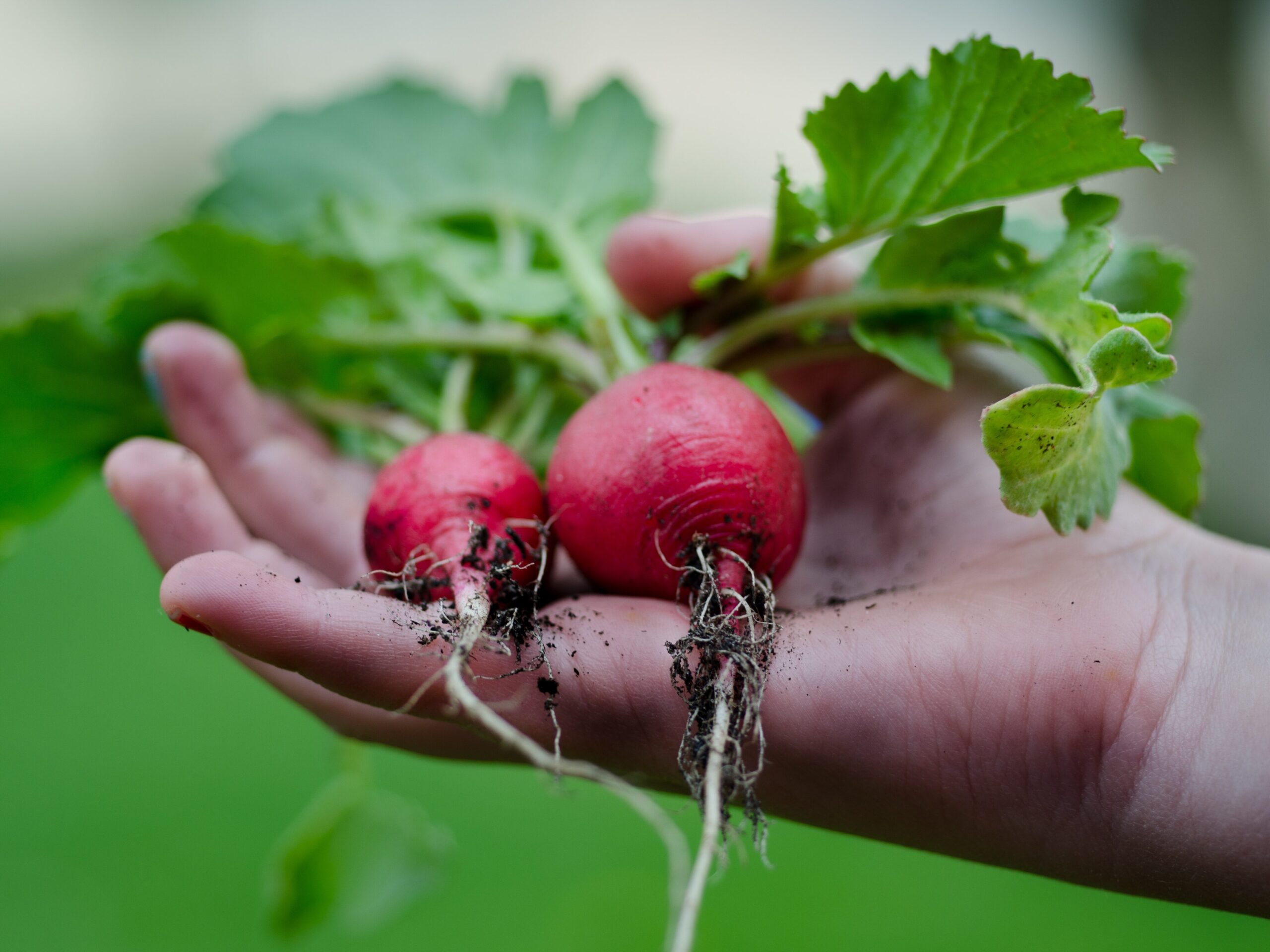 Een foto van een hand met twee rode radijsjes waar het loof en de wortels nog aan zit, en er zit wat aarde aan de wortels.