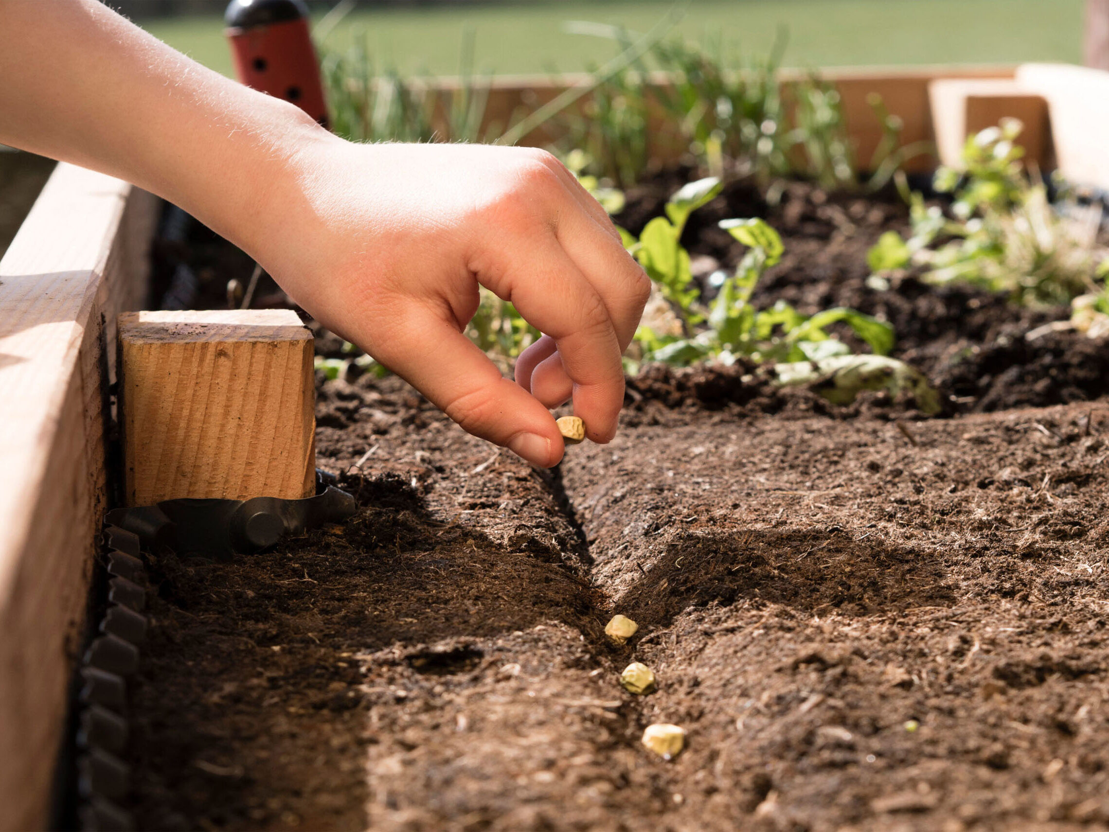 Links  komt een arm het beeld in, de hand legt zaden neer in een geultje in de aarde in een verhoogde moestuinbak. In de moestuinbak staan op de achtergrond een aantal groene plantjes.