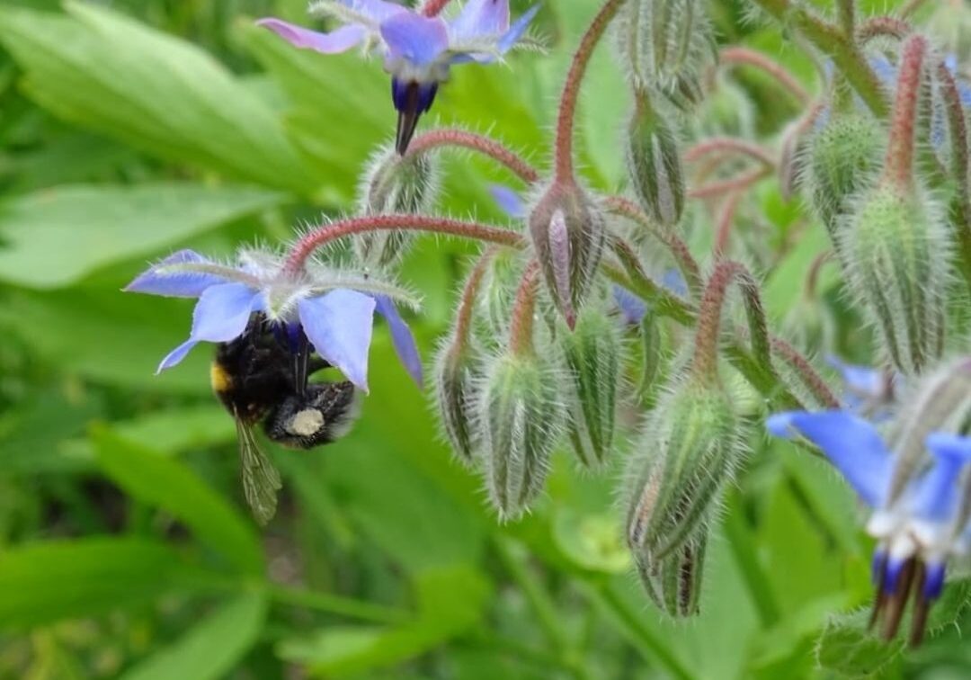 Bloeiend komkommerkruid in de Riebeecktuin. ! (2)